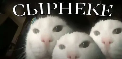 Три кота смотрят на сырники