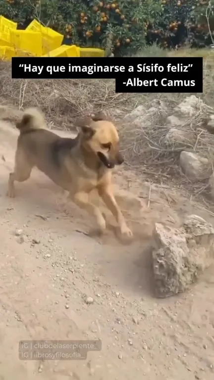 El perro feliz de Sísifo