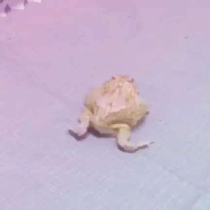 Жабка танцует под музыку
