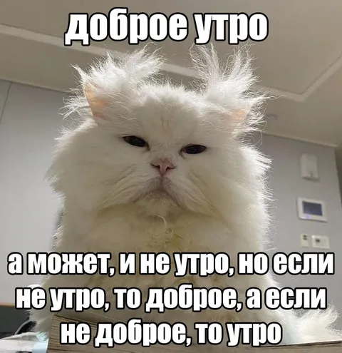 Доброе утро с хмурым котом