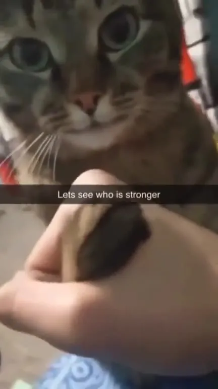 Cat Tests Its Strength