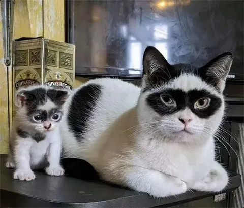 Суровый кот и его детёныш