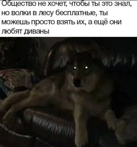 Волки любят диваны