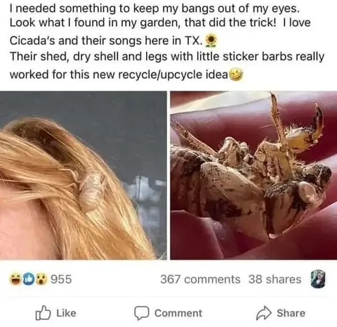Cicada Shell Hair Clip