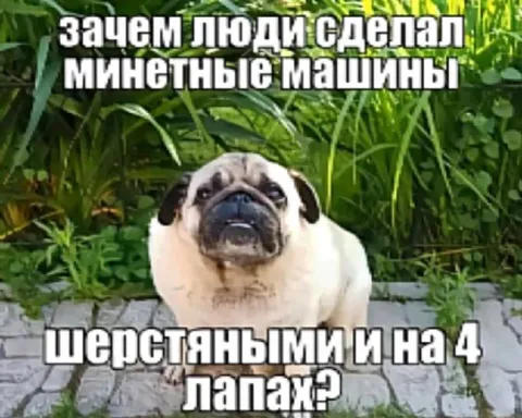 Мопс про минетные машины