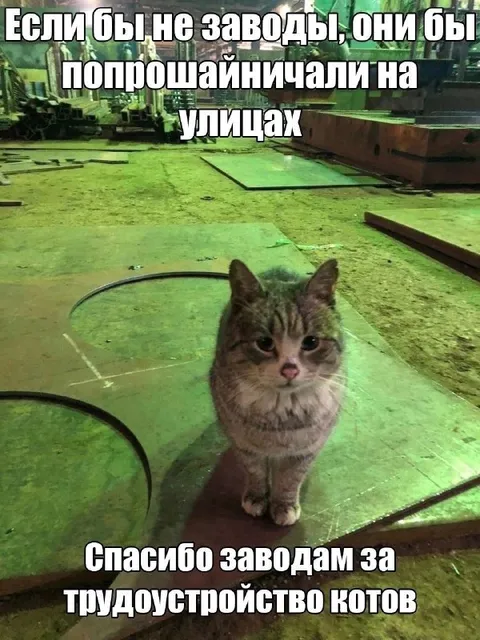 Заводы трудоустроили котов