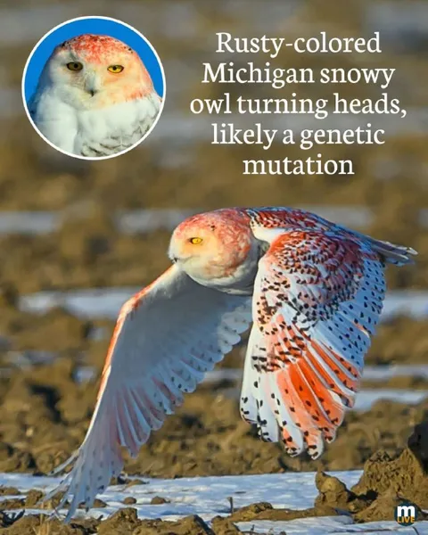 Rusty-Colored Michigan Snowy Owl