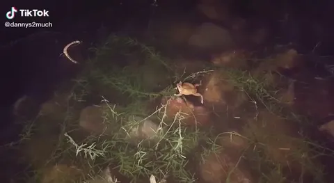 Лягушка кричит как овца