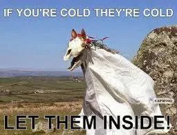 If You're Cold They're Cold
