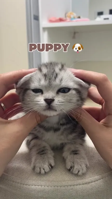 Kitten Transforms Into Animals