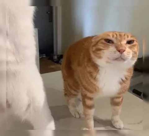 Недовольный рыжий кот