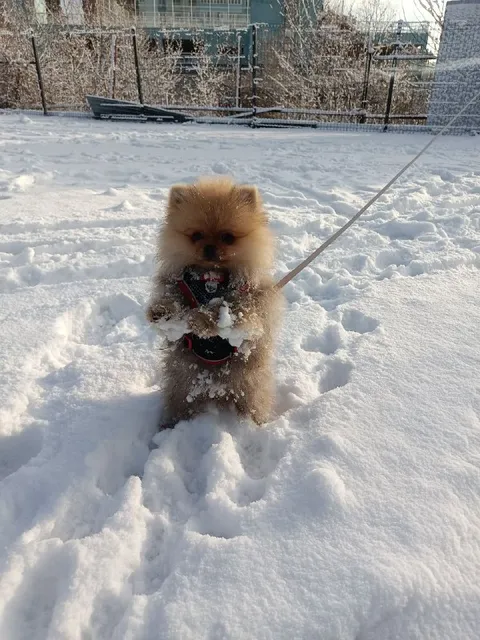 Мухтар в снегу
