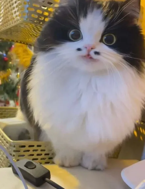 Удивлённый пушистый кот
