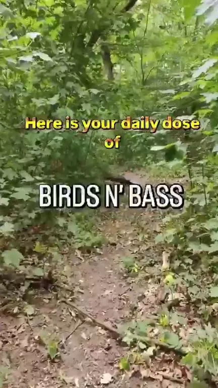Daily Dose of Birds N' Bass