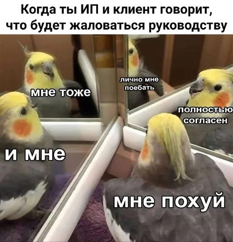 Попугаи полностью согласны