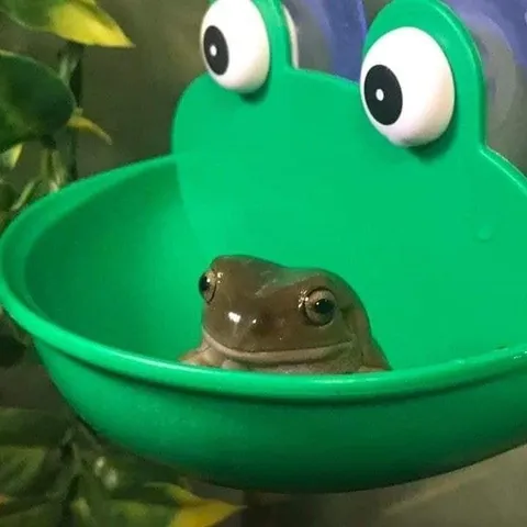 Лягушка в зелёной миске