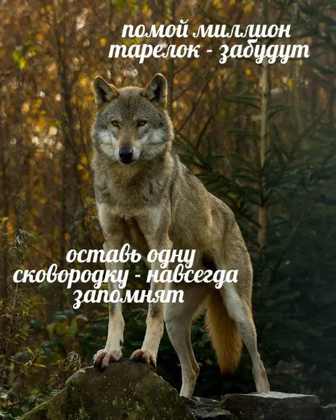 Миллион тарелок и одна сковородка