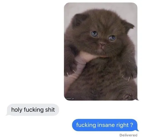 Holy Fucking Shit Cat Reaction