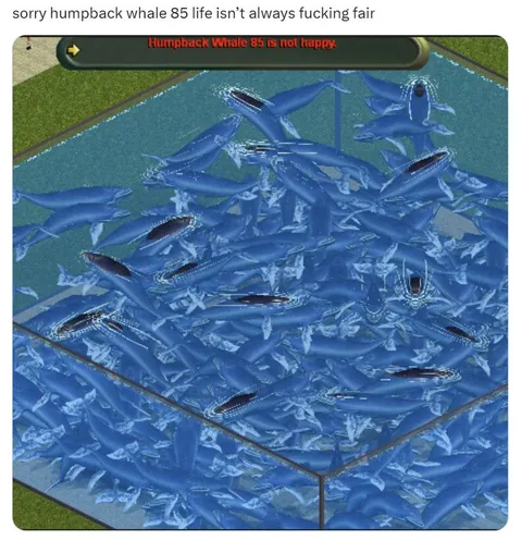 Humpback Whale 85 Isn’t Happy