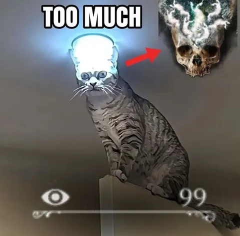 Too Much Cat Brain