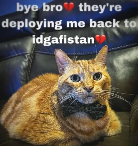 Cat Deployed Back to Idgafistan