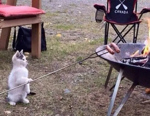 Rabbit Roasting Sausages Alone