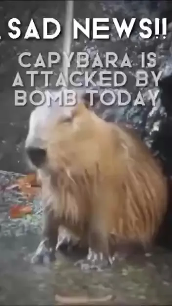 Sad News: Capybara Attacked by Bomb
