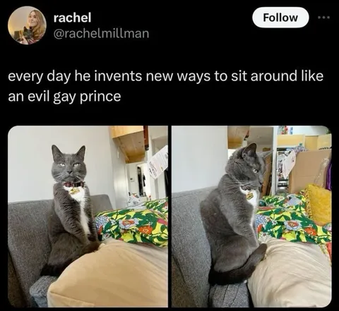 Evil Gay Prince Cat Poses