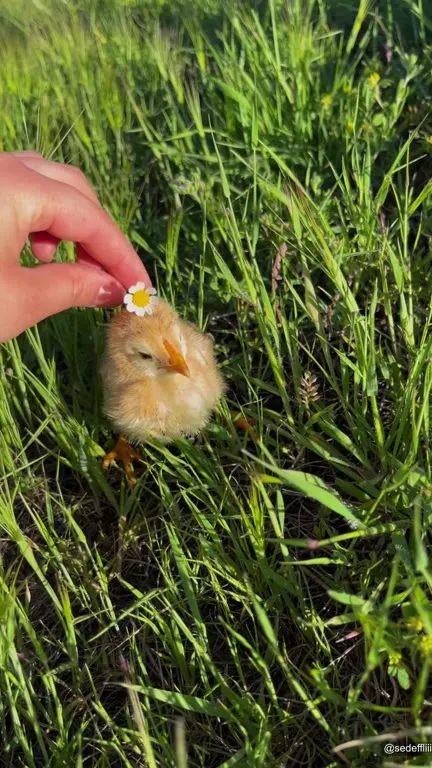 Цыплёнок с ромашкой на голове