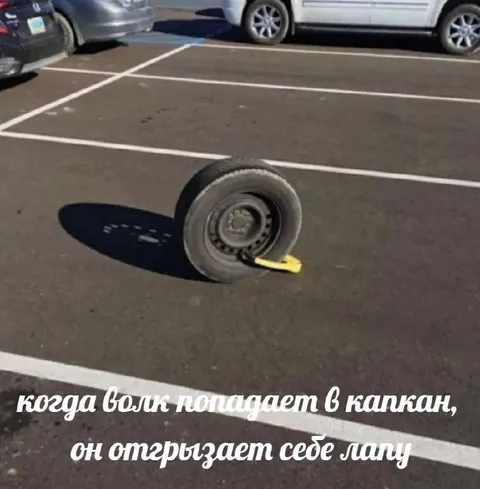 Волк попал в капкан