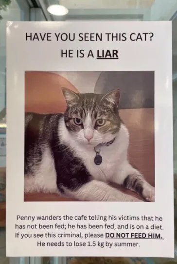 The Liar Cat Poster