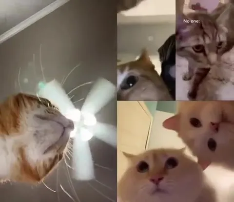 Cats Dancing to Stereo Love