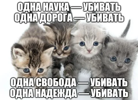 Одна надежда — убивать котята