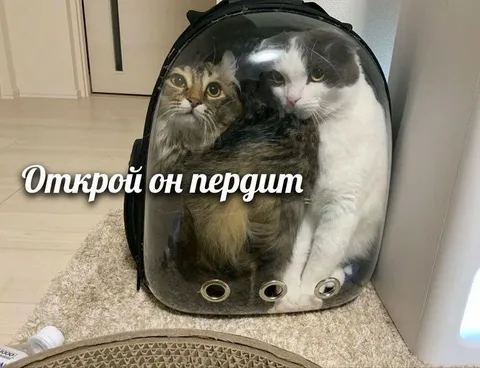 Коты в переноске просят открыть