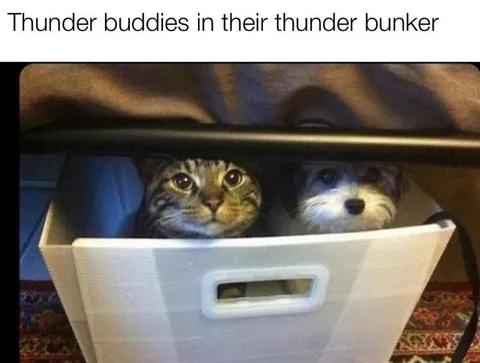 Thunder buddies in their thunder bunker
