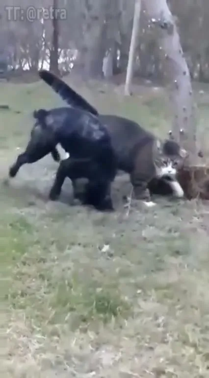 Кот поставил пса на место