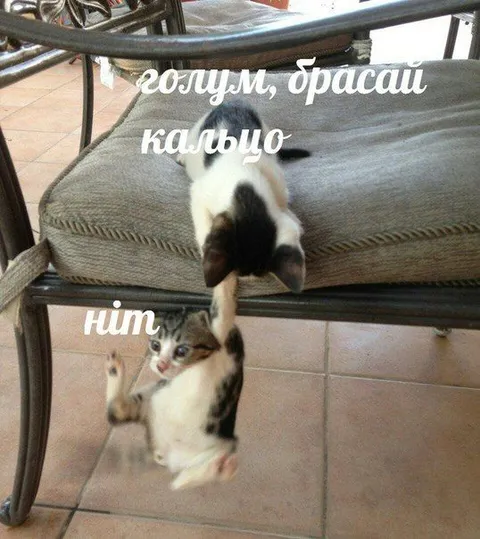 Голуби, бросай кольцо