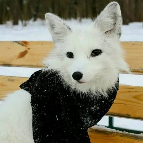 Белая лиса в чёрном свитере