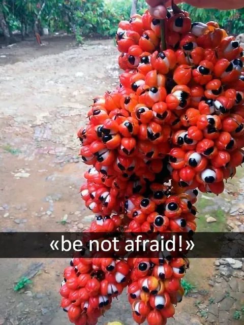 Be Not Afraid Seed Cluster