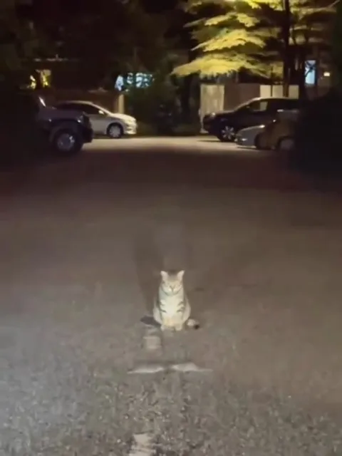 Кот идёт к реке