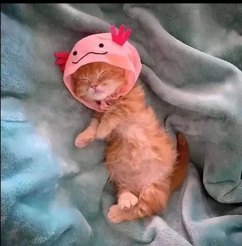 Котёнок в костюме аксолотля