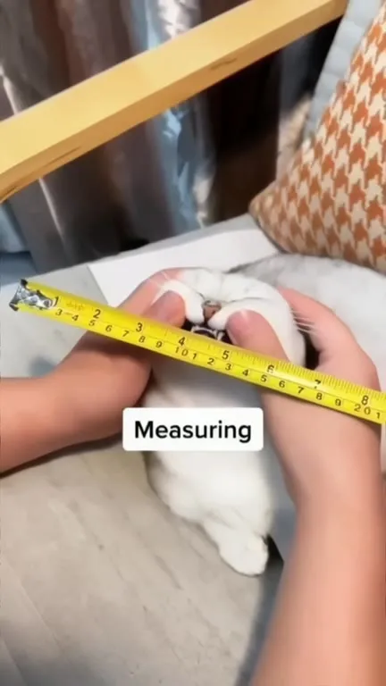 Measuring the Cat for Arrest