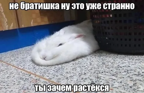 Кролик растёкся по полу