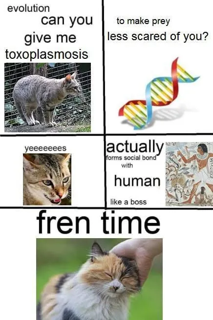 Cat Evolution Toxoplasmosis Meme