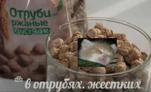 Кот в жёстких отрубях