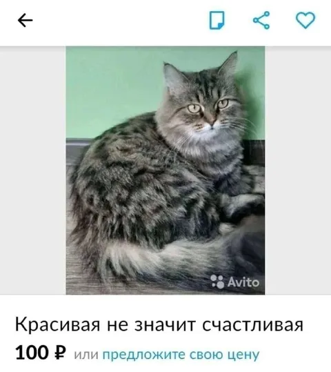 Красивая кошка за 100 рублей