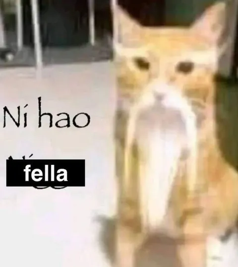Ni Hao Fella Cat