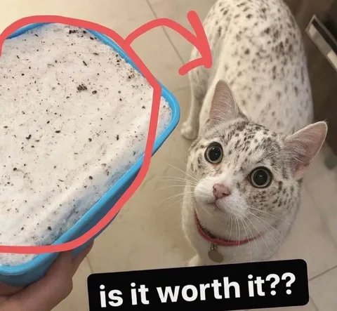 Is It Worth It Cat