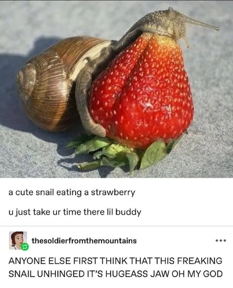 Huge-Mouthed Snail Eating Strawberry
