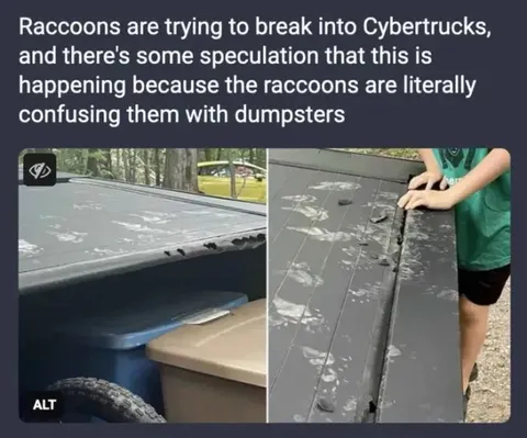 Raccoons Mistake Cybertrucks for Dumpsters